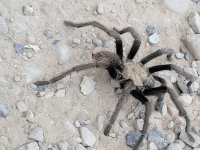 Meet The Fancy New Persian Gold Tarantula, With Locks Of Golden Hair |  IFLScience