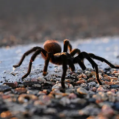 Mexican Redknee Tarantula | The Maryland Zoo