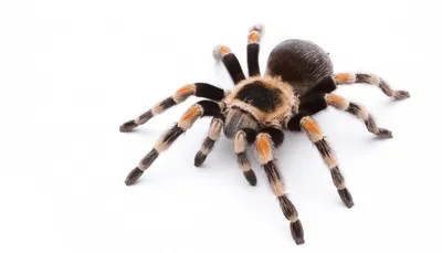 That Giant Tarantula Is Terrifying, but I'll Touch It' – Expressing Your  Emotions Can Reduce Fear – Association for Psychological Science – APS