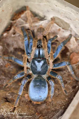 Tarantula Species of the World Poster Print