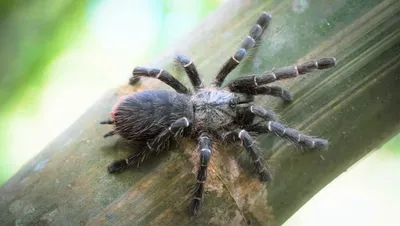 Protecting The 'Satan' Tarantula and Other Lovable Giant Spiders