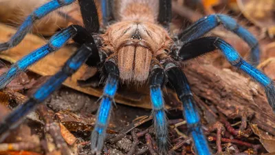 Cambodia cuisine: What it's like to cook and eat a tarantula | CNN