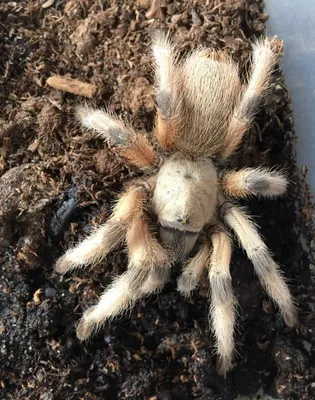 The most beautiful tarantula in the world #brazilianjeweltarantula #ar... |  TikTok