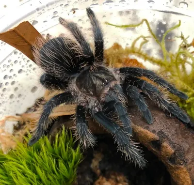 tarantula - Wiktionary, the free dictionary