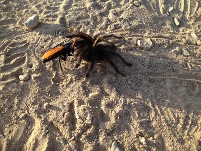 50 Thrilling Tarantula Facts That Are Too Big To Miss