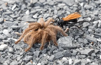 OBT Tarantula - Orange baboon Pterinochilus murinus| Urban Tarantulas