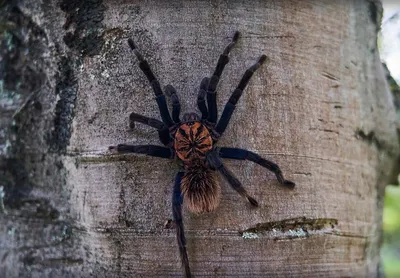 tarantula on the trail : r/SaltLakeCity