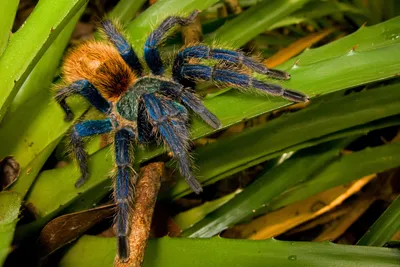 A Tarantula Caused a Traffic Accident in Death Valley