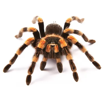 Ornithoctoninae sp. Vietnam Silver Tarantula about 1\" - 1 1/2\" – Fear Not  Tarantulas, Inc.