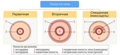 Набор мист Освежающий парфюмированный лосьон -спрей для тела AVON 5 штук -  купить с доставкой по выгодным ценам в интернет-магазине OZON (872383741)