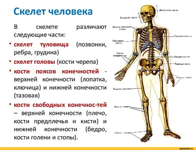 Эти восемь животных хоть и выглядят невинно, но очень опасны - BBC News  Русская служба