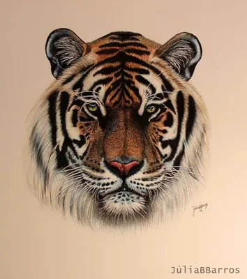 Хороший рисунок морды тигра для татуировки. | Картинка 1024x1157px | Tiger  drawing, Tiger art, Big cats art