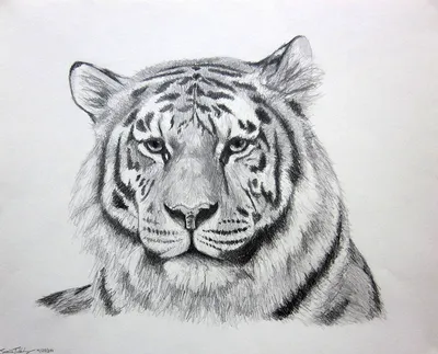 How to draw a tiger - YouTube