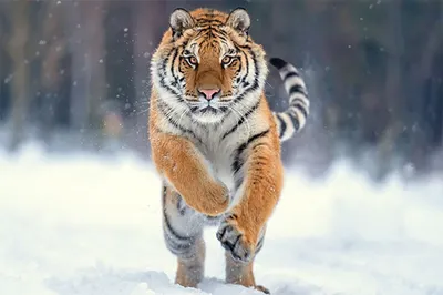Картинки тигра фото