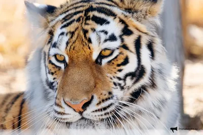 Амурский тигр, или уссурийский тигр (лат Panthera tigris altaica) | Тигр,  Сибирский тигр, Экзотический питомец