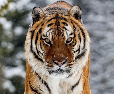 В истории с нападениями тигра на хозяйства Приморья появилась неожиданная  развязка - PrimaMedia.ru