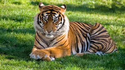 Минэкологии Якутии опровергло информацию о поимке тигра в Алданском районе  — Информационный портал Yk24/Як24