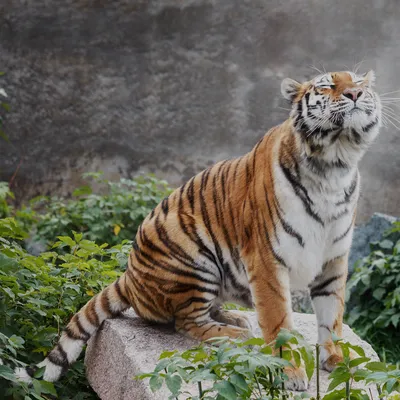 341 589 рез. по запросу «Белый тигр» — изображения, стоковые фотографии,  трехмерные объекты и векторная графика | Shutterstock