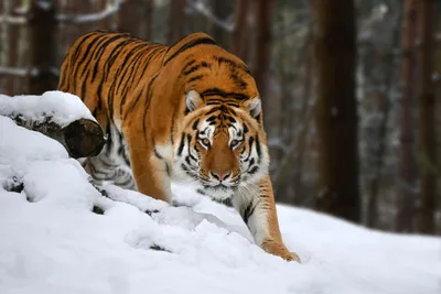 После нападения тигра погиб житель села в Хабаровском крае (ОБНОВЛЕНИЕ) —  Новости Хабаровска
