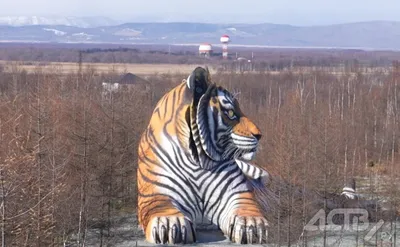 Амурский тигр: фото, описание, сколько осталось, где обитает в России, вес,  питание
