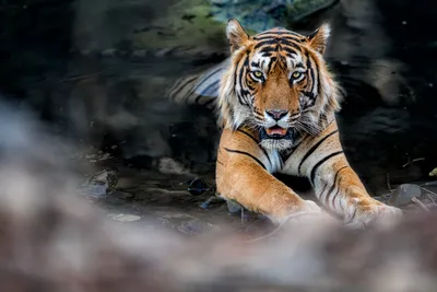 Насколько реально встретить тигра в России? - Узнай Россию