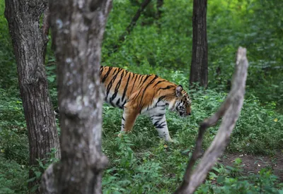 Тигр | Купити картину з малюнком тигра з бурштину | Ukryantar