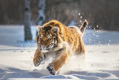 Фото в зоопарке и здоровый тигр | Пикабу