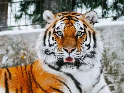 В Приморье в дикую природу выпустили амурского тигра с тремя клыками -  Новости РГО
