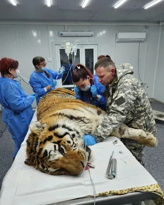 Дальневосточников отправили в тюрьму за охоту на тигра
