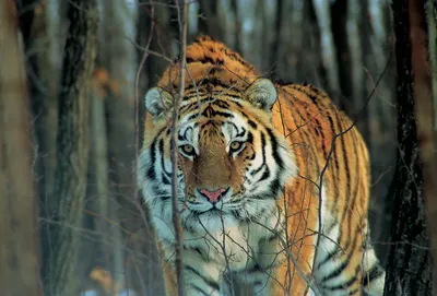 Зоологи проследили генетическую эволюцию древних тигров | Новости науки