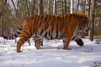 Спасённого амурского тигра везут в Хабаровский край | Телеканал \"ХАБАРОВСК\"