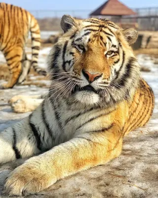 Пойманного тигра отпустят обратно в дикую природу. Он держал в страхе  жителей трёх районов и ел собак — Секрет фирмы