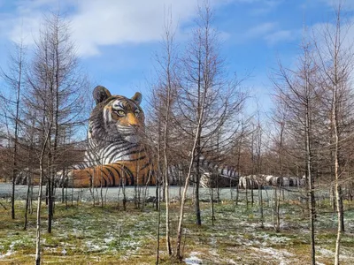 В Приморье выросла популяция амурского тигра на \"Земле леопарда\" -  PrimaMedia.ru