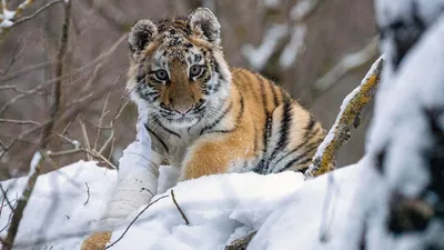 Фото дня: Международный день тигра в Московском зоопарке | Фотогалереи |  Известия