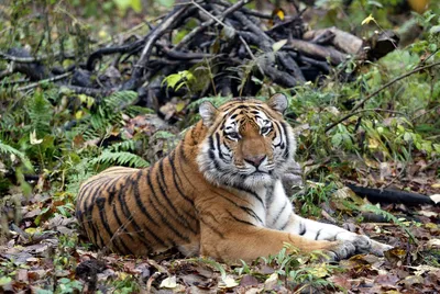 В приморском нацпарке определили самого большого тигра