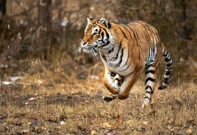 Фотографии тигра, естественно, Стоковое Фото - изображение насчитывающей  ангстрома, анимизма: 169553438