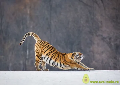 Портрет Тигра — стоковые фотографии и другие картинки Тигр - Тигр, Голова  животного, Агрессия - iStock