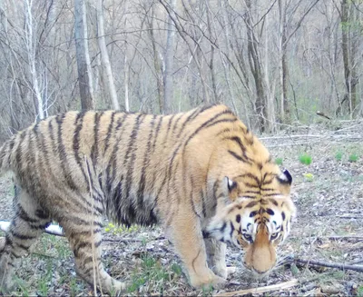 В Приморье краснокнижная амурская тигрица \"слепила\" снеговика - РИА  Новости, 17.03.2023