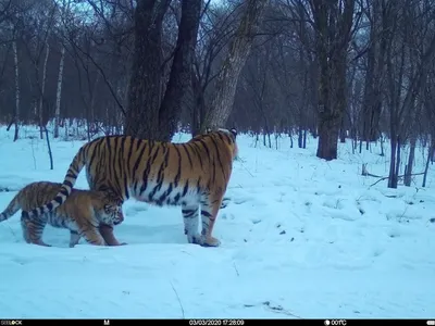 В ЮАР тигрица сбежала от хозяина, загрызла собаку и напала на человека. Её  усыпили