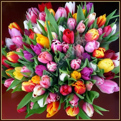 Тюльпаны, как на фото, 80 руб. | Beautiful flowers, Flowers bouquet, Pretty  flowers