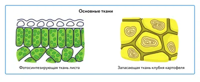 Виды костюмных тканей. Типы переплетений. Назначение - Школа портновского  мастерства