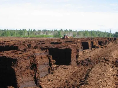 Болотное чудо. К какому торфу стоит присмотреться