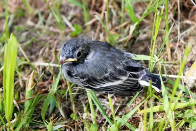 Белая трясогузка - eBird