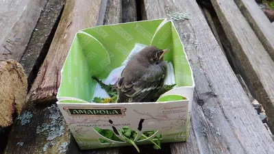 ФОТО: Белая трясогузка « Fotoparus