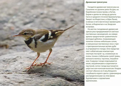 Как Белая трясогузка Motacilla alba кормит птенца. « Макрофотограф Сергей  Таланов