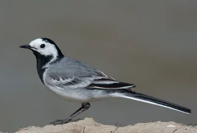 Макрофотография Белой Трясогузки, Motacilla Alba, В Полете. Птица С Белыми,  Серыми И Черными Перьями. Белая Трясогузка - Национальная Птица Латвии  Фотография, картинки, изображения и сток-фотография без роялти. Image  83276514