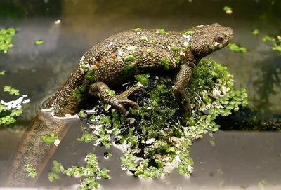 Тритон гребенчатый (Triturus cristatus)