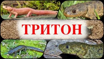 Знаете ли вы? - Мраморный тритон. Мраморный тритон (лат. Triturus  marmoratus) — вид тритонов отряда хвостатых земноводных. Мраморные тритоны  распространены на большей территории Франции, северной Испании и  Португалии. Ареал мраморного тритона пересекается