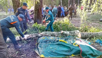 Я немного очумел»: комментарии людей, которые нашли трупы собак с содранной  кожей - Татарстан-24