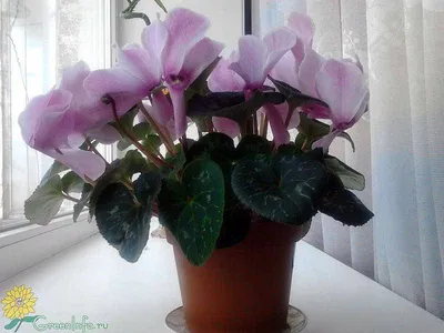 Цикламен персидский – мини Гильда Cyclamen persicum – mini Hilde - купить  семена цветов с доставкой по Украине в магазине Добродар